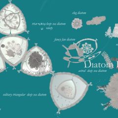 diatomeen naturkunde 08