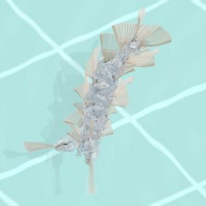 flabellum fish 1.1.5