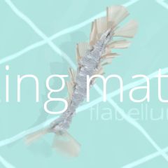 ACTING MATTER - flabellum fish - 2021