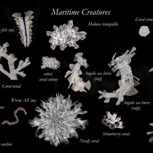 maritime creatures