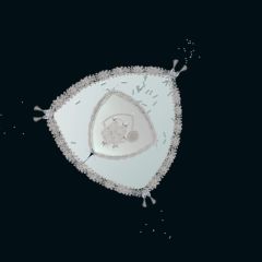 triangular deapsea diatom black 1.1.8