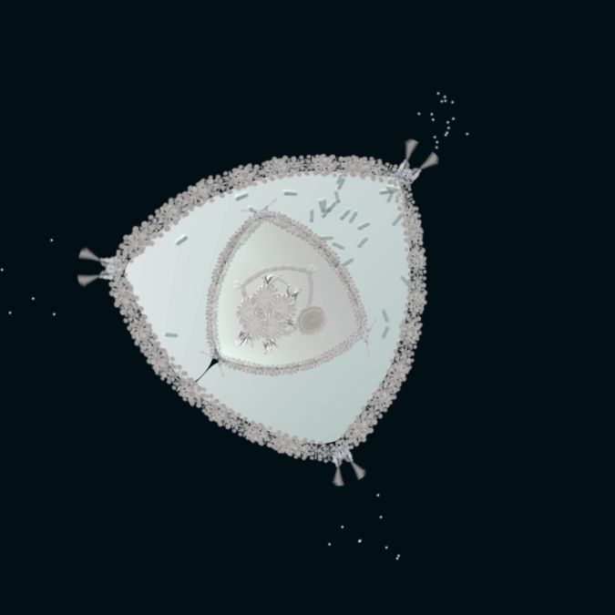 triangular deapsea diatom black 1.1.8
