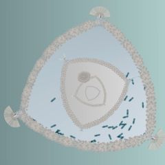 triangular deapsea diatom green 1.1.2