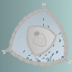 ACTING MATTER - creatures - TRIANGULAR DEAPSEA DIATOM gr - 2021