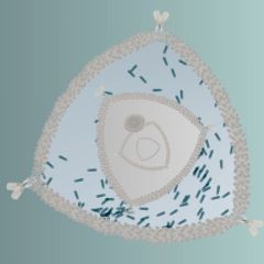 triangular diatom living