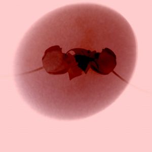virtual exhibition documentary 1.1.18