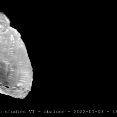abalone 02