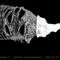 banksia infructescence 01