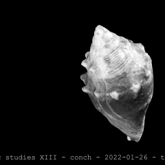 conch 06 01