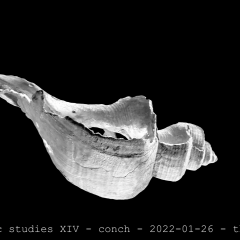 conch 07 01