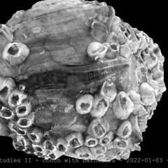 conch barnacles 01