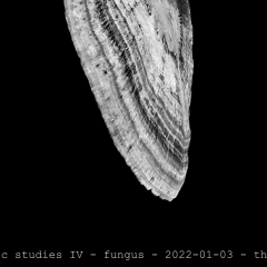 fungus 01