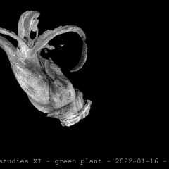 greenplant 01