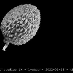lychee 01