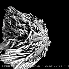 sea urchin 01