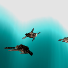 3d turtle 17 herd short adjusted