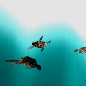 3d turtle 17 herd short adjusted