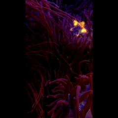 anemonevirus3