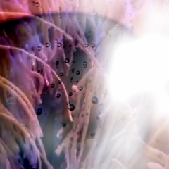 bubbledust