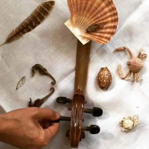 chirping violin chirping violin