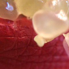 finger lime