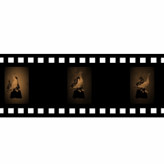 geese on metronome