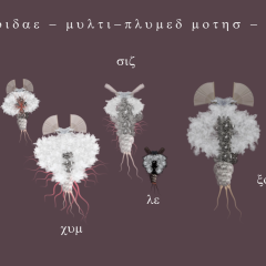 moth chart 04