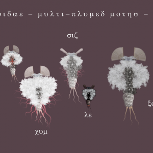moth chart 04