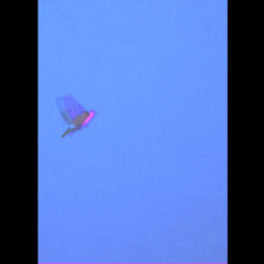 archangel pigeon