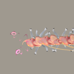 crab