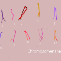dancing chromosomes