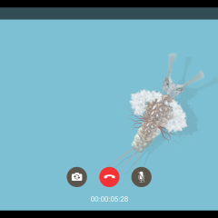 moth call