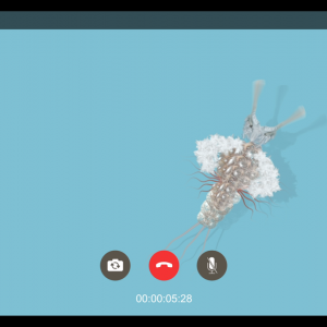 moth call
