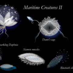 Maritime Creatures II - 2022