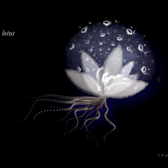 Portuguese lotus - 2022