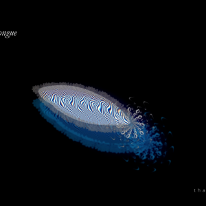 Shadow tongue - 2022