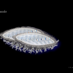 Siamese mussles - 2022