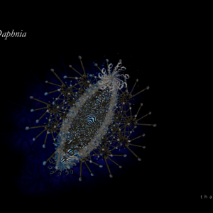 Sparklinng Daphnia - 2022
