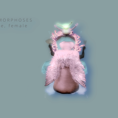 ACTING MATTER - METAMORPHOSES - female dione - 2022