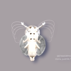 ACTING MATTER - METAMORPHOSES - moria - 2022