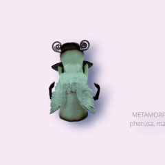 ACTING MATTER - METAMORPHOSES - pherusa - 2022