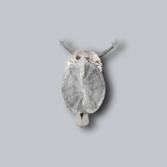 ACTING MATTER - nature of conducting - grey owl - 2022