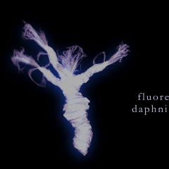 fluorescent daphnia polyp - 2023